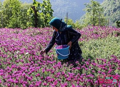 خرید گل گاو زبان شاهسون + معرفی کارخانه تولید و عرضه پخش