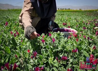 خرید جدیدترین انواع گل گاوزبان جوشانده از معتبرترین برندهای دنیا